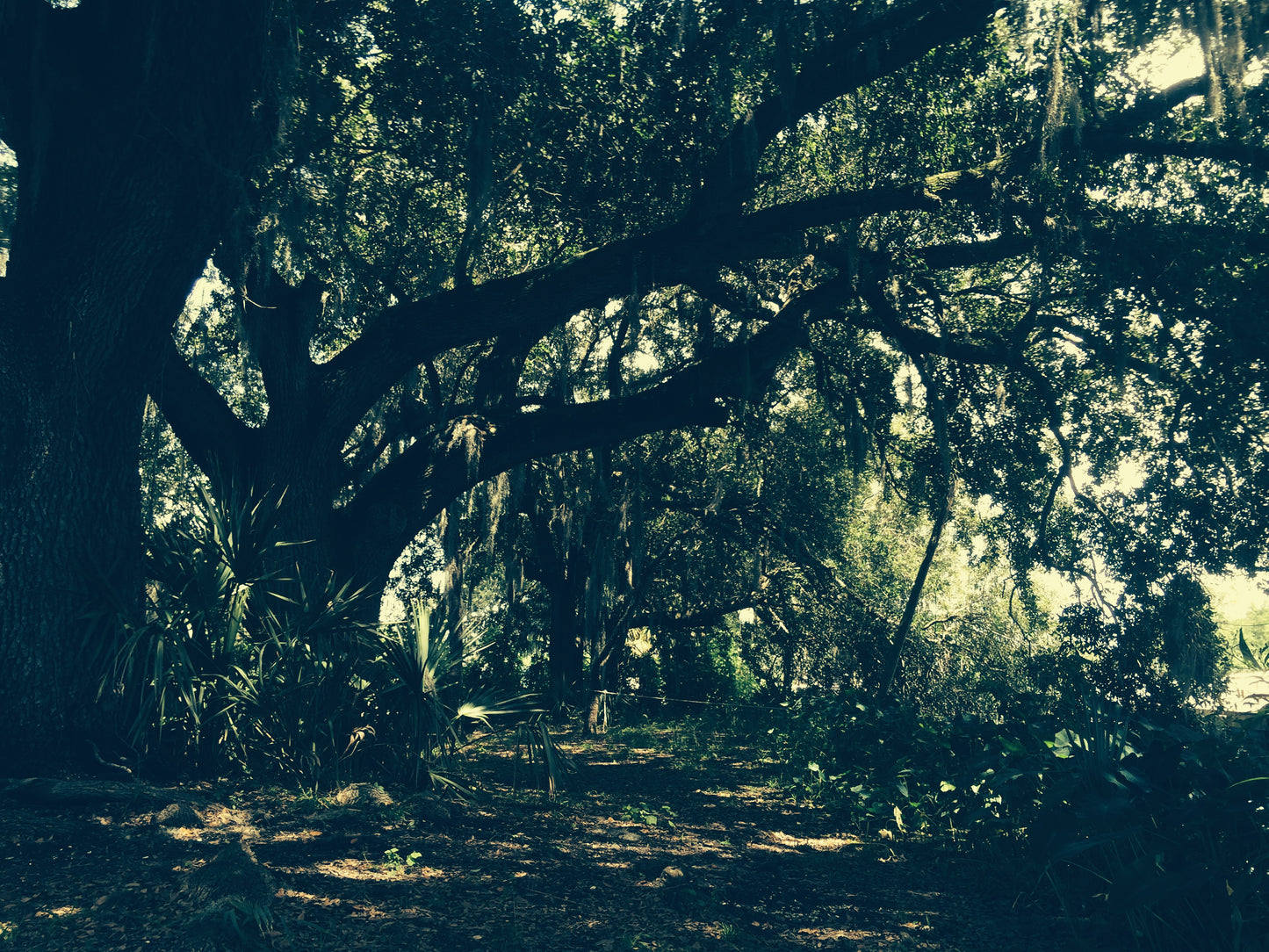 Dark forest with thick tree trunks and dense foliage
