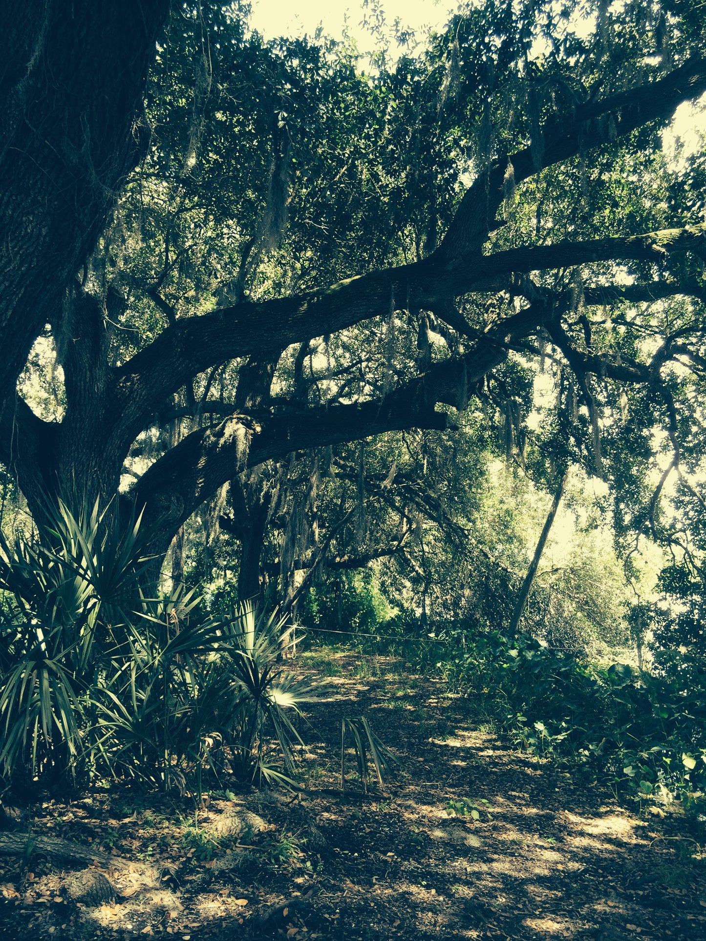 Winding path through a dense forest with sunlight filtering through the trees.