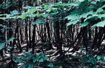 Trees MI 5
