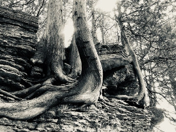 Trees MI 6