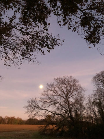 Trees TN 1