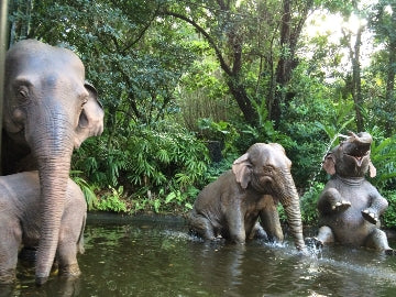 Disney Elephant 2