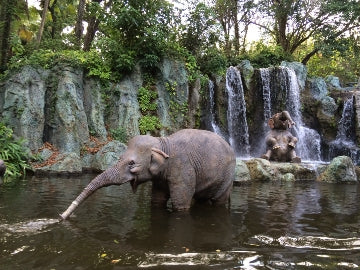 Disney Elephant 3