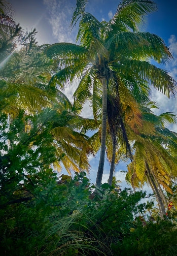 Key West 4