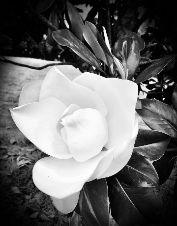 Magnolia