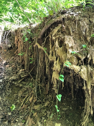 Nature 1