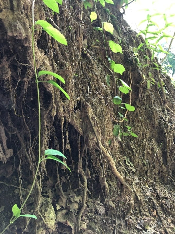 Nature 2