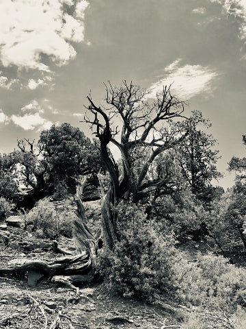 Sedona, AZ 3