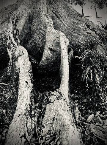 Trees FL 1