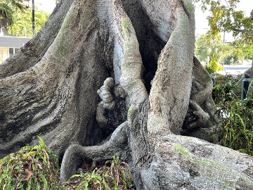 Trees FL 2
