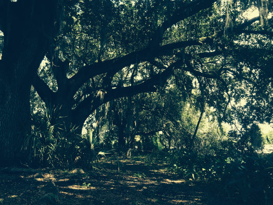 Dark forest with thick tree trunks and dense foliage