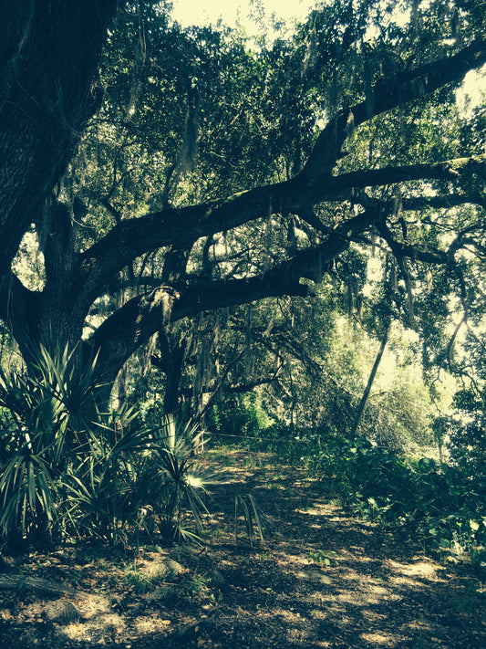 Winding path through a dense forest with sunlight filtering through the trees.