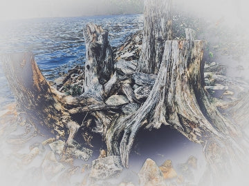 Trees MI 1