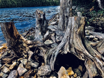 Trees MI 2