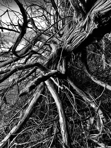 Trees MI 3