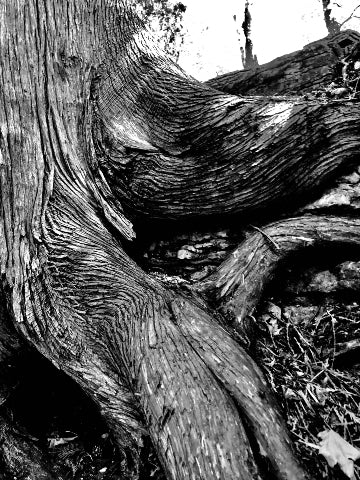 Trees MI 4