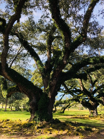 Trees Oak Alley