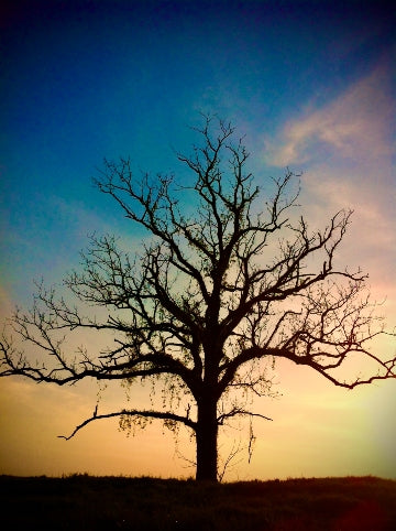 Trees TN 5