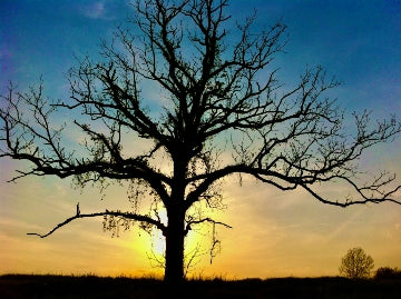 Trees TN 6