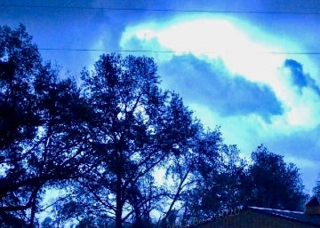 Trees TN 7