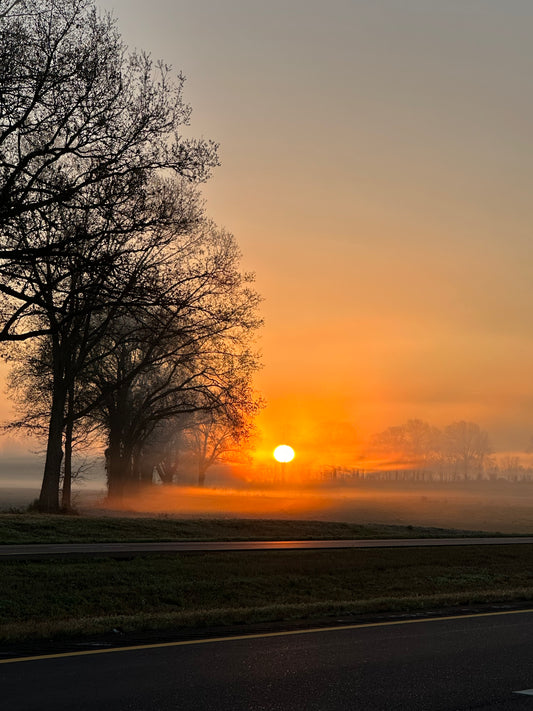 silhouette of trees in foggy condition during sunrise